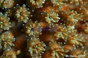 Galaxea fascicularis-Liwutonkidi Island 2-9m-20180604-Denis-ADER-DSC_3910_tn